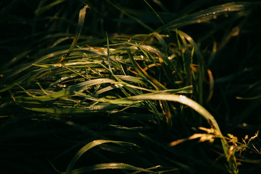 Harnessing the Beauty of Nature for Creative Inspiration