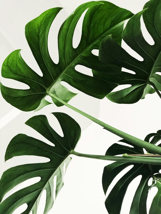 Sustainable Living: How Embracing Nature Can Lead to a Greener Lifestyle