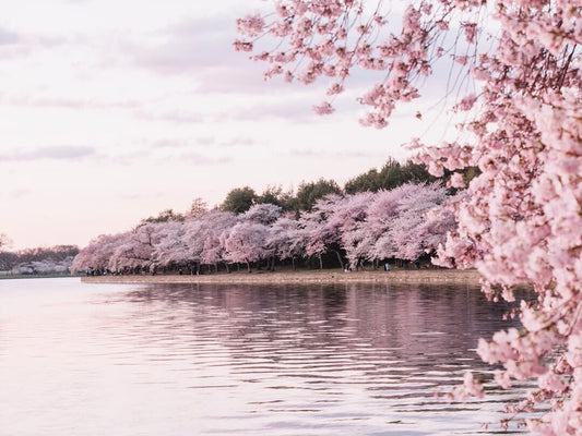 The Charm of Sakura: Japan's Cherry Blossom Season