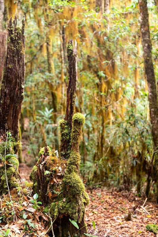 The Hidden Wonders of Forest Ecosystems